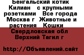 Бенгальский котик Килиан , с крупными розетками - Все города, Москва г. Животные и растения » Кошки   . Свердловская обл.,Верхний Тагил г.